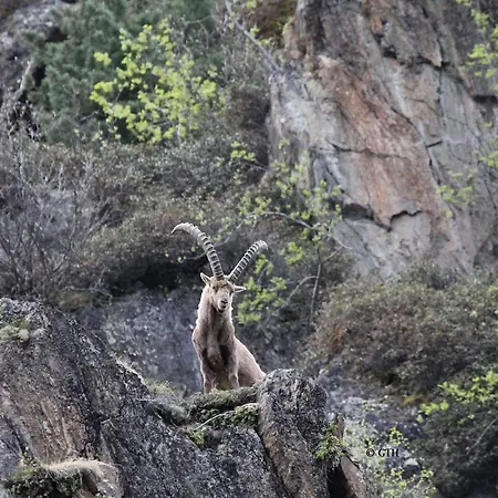 شقة Haus Puit Mandarfen Pitztal سانكت ليونارد إم بيتزتال